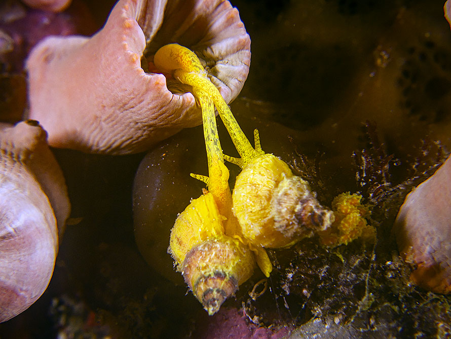 Epidendrium billeeanum